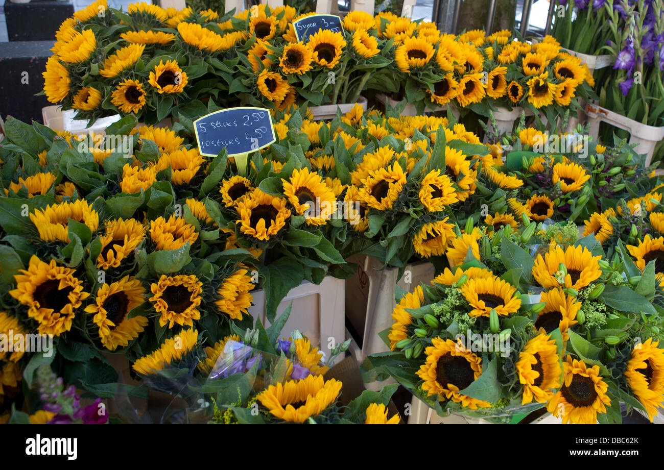sunflowers at a market stall in Amsterdam Stock Photo Alamy