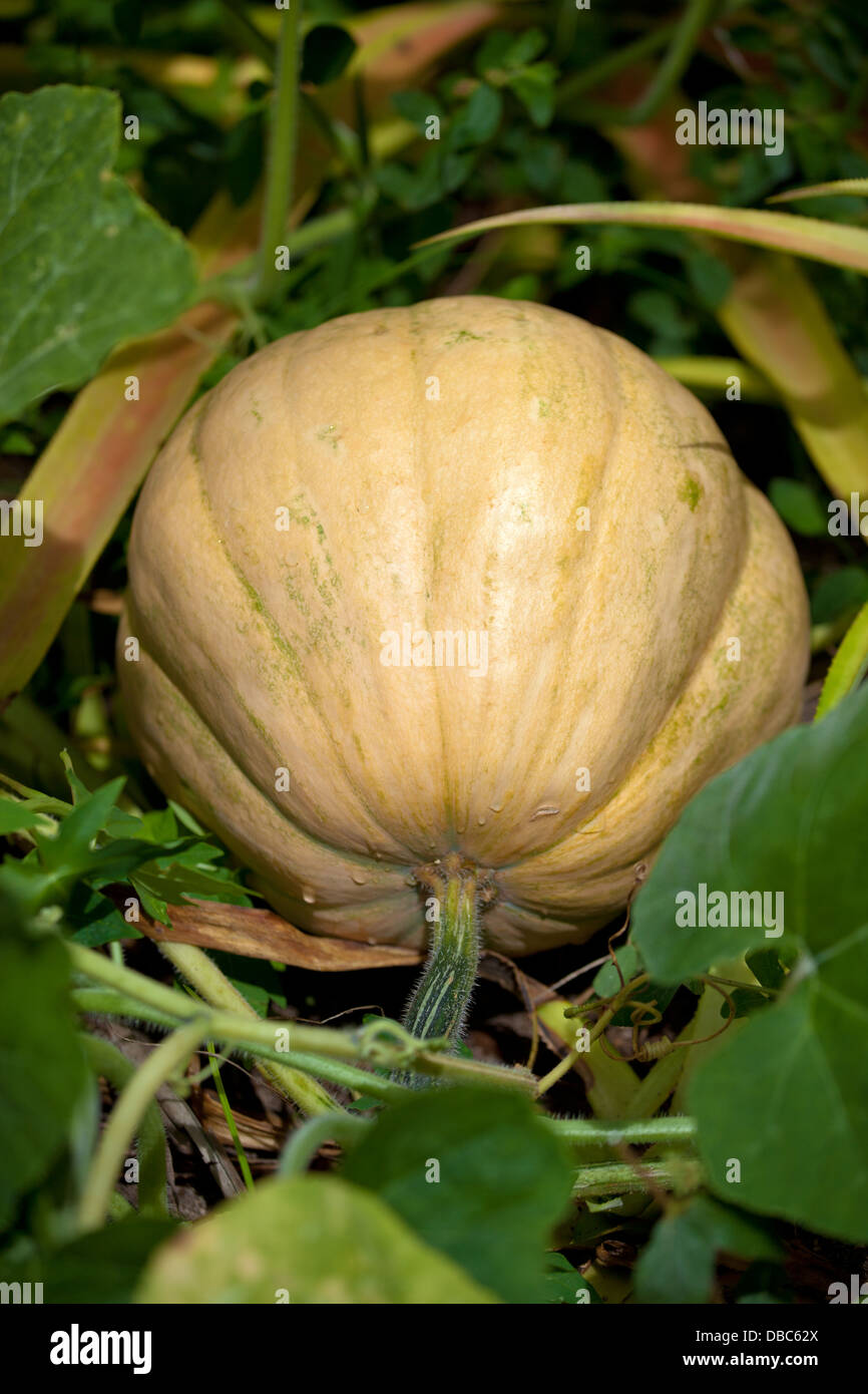 Giant pumpkin in garden hi-res stock photography and images - Alamy