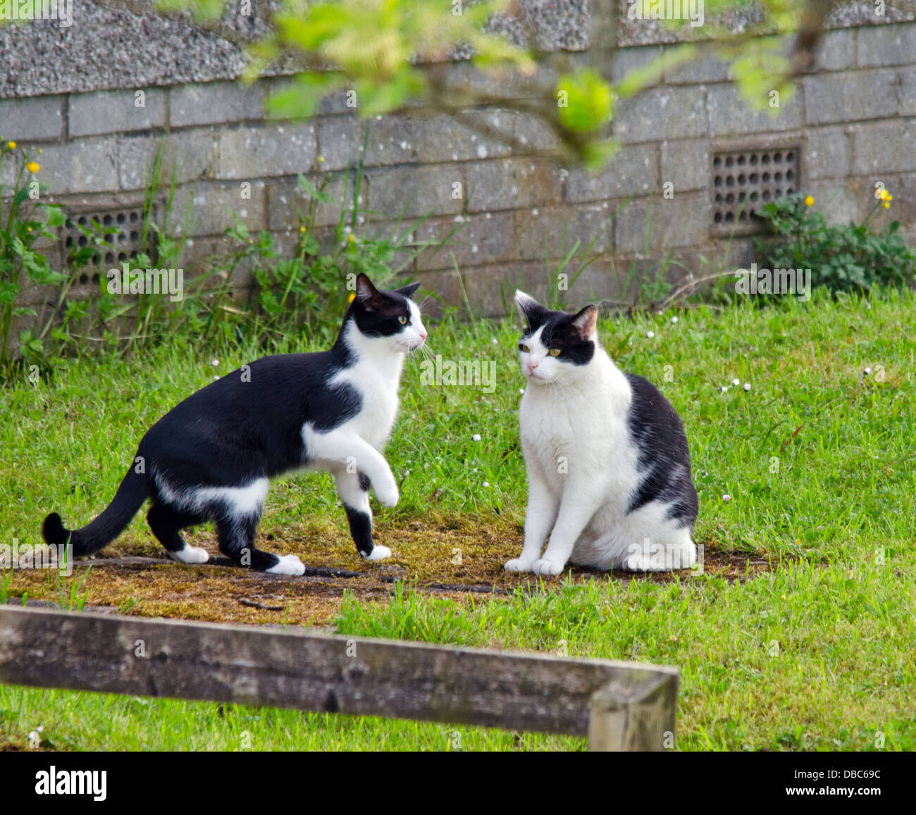 Tuxedo cats hires stock photography and images Alamy