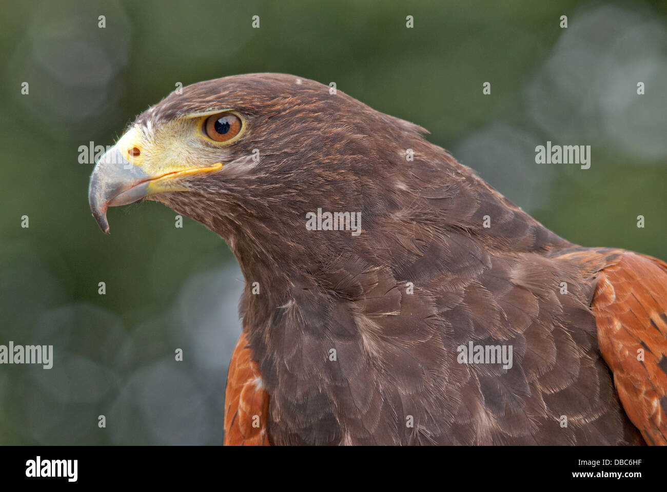 Harris Hawk Stock Photo