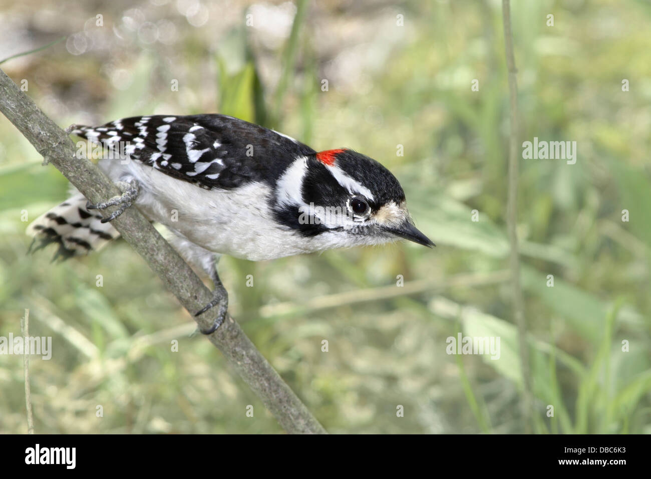 A Cute Little Bird, The Downy Woodpecker, Craning It's Neck, Picoides pubescens Stock Photo