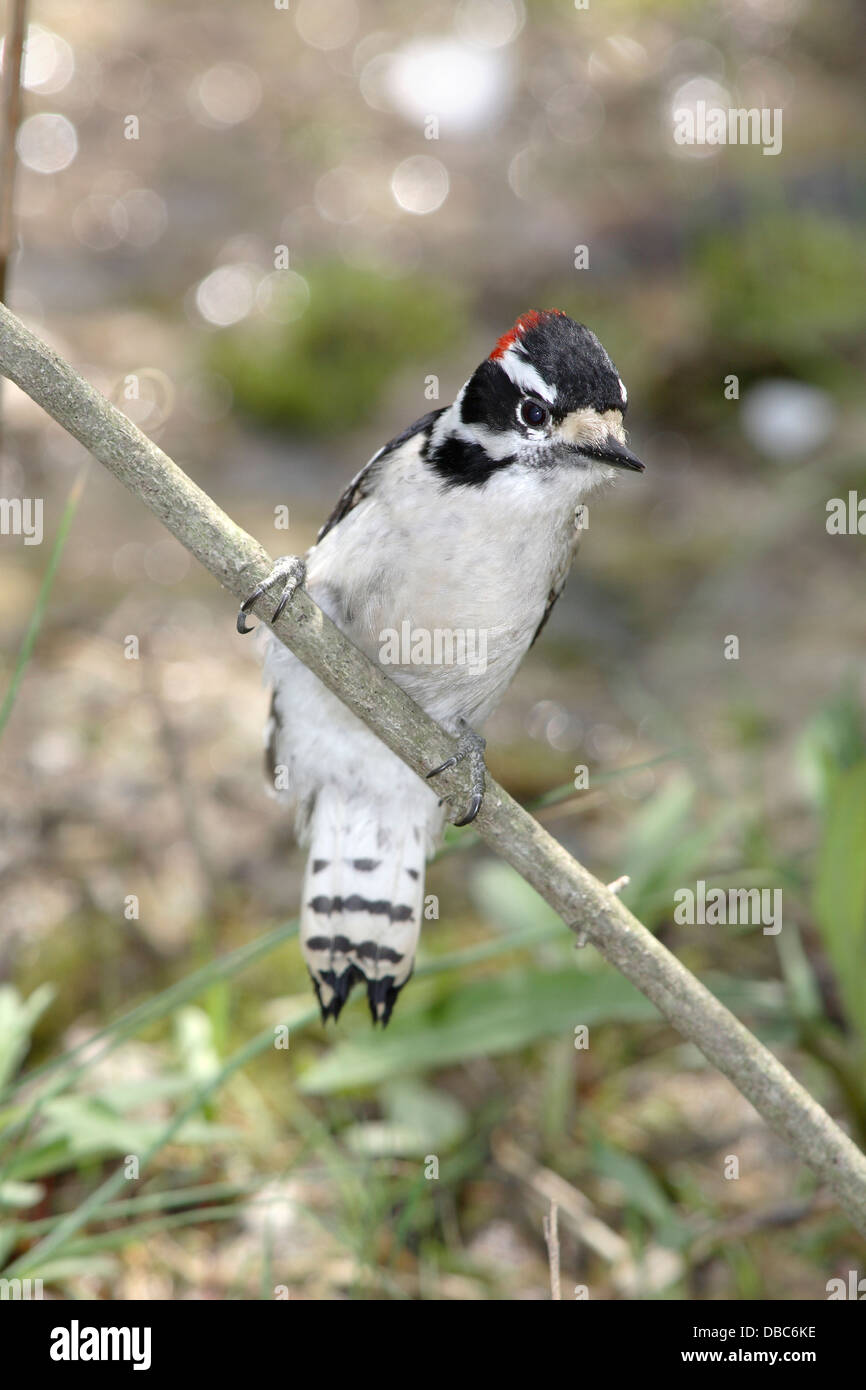 A Cute Little Bird, The Downy Woodpecker, Picoides pubescens Stock Photo