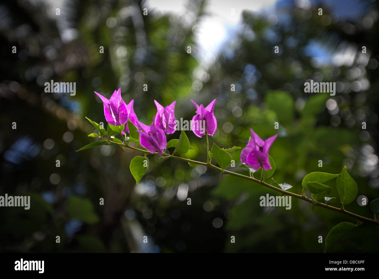 Bougainvillea flowers branch ( Nyctaginaceae spectabilis ) in a tropical garden in Aitutaki island, Cook Islands - South Pacific Ocean Stock Photo