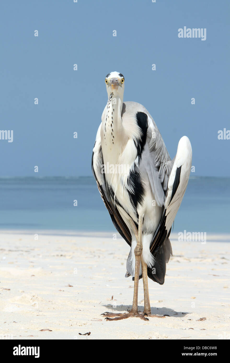 Grey Heron (Ardea Cinerea) Cooling off on the Beach and Starring into the Camera, Bodufinolhu, South Male Atoll, Maldives Stock Photo