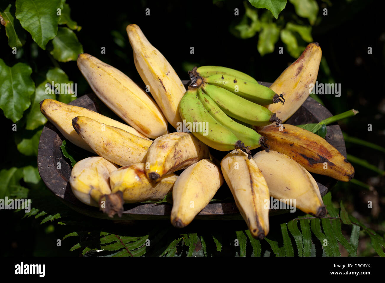 Different types of bananas in wooden bowl displayed in a organic fruit market in Aitutaki island, Cook island Stock Photo