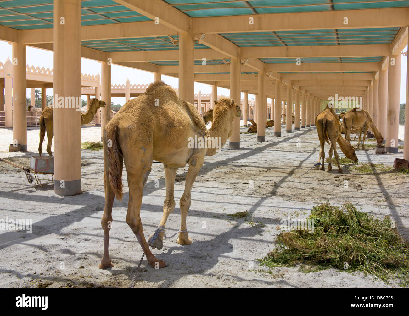 Содержание верблюда. Ферма верблюдов. Содержание верблюда. Бахрейн ферма верблюдов. Верблюжья ферма «laidoya».