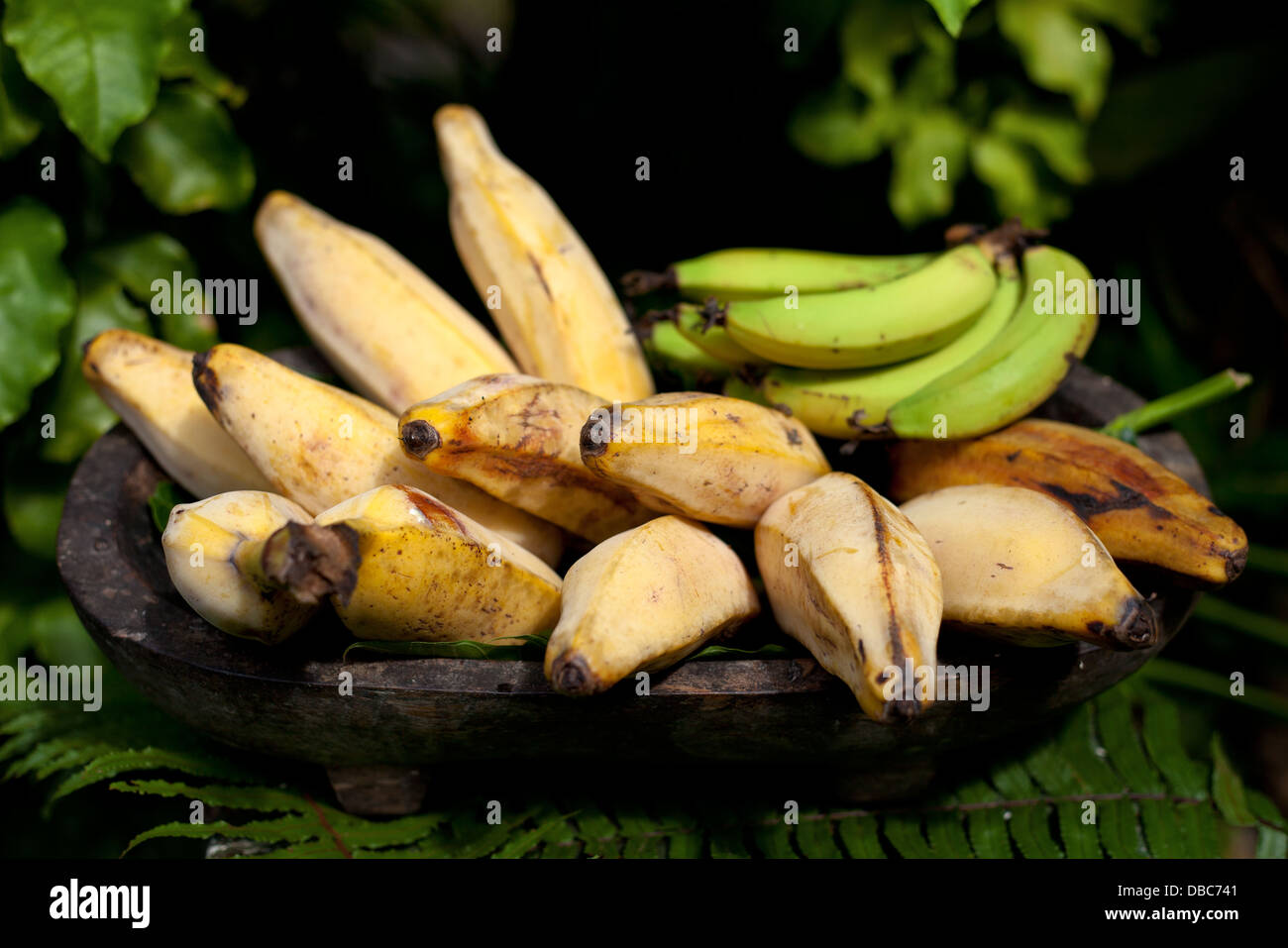Different types of bananas in wooden bowl displayed in a organic fruit market in Aitutaki island, Cook island Stock Photo