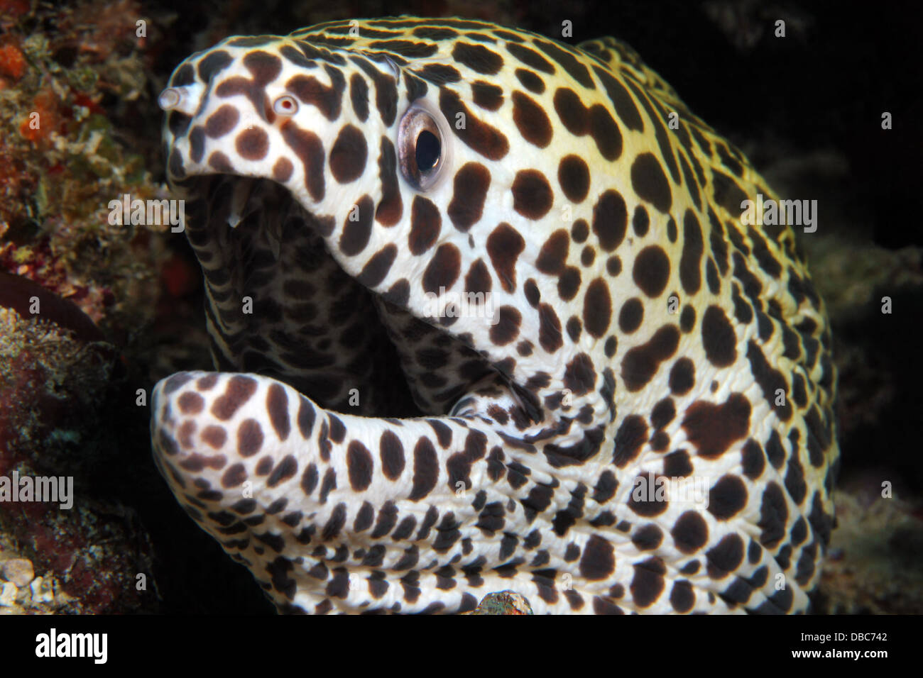 Close-up of a Juvenile Honeycomb Moray Eel (Gymnothorax Favagineus), South Male Atoll, Maldives Stock Photo