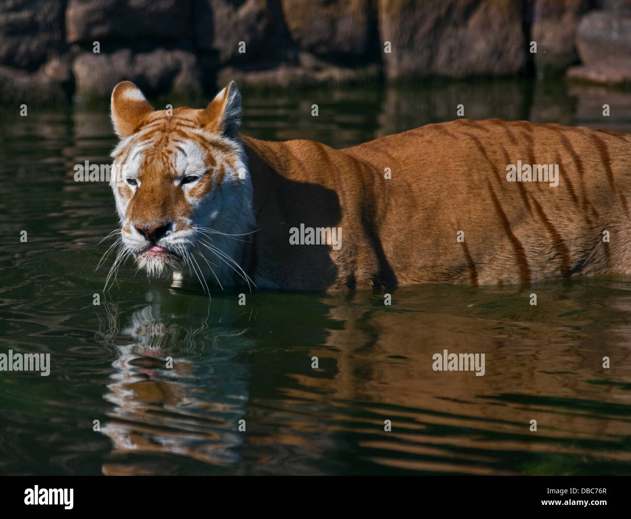 Diamond, Leucistic Bengal Tiger (panthera tigris tigris) male, Isle of ...