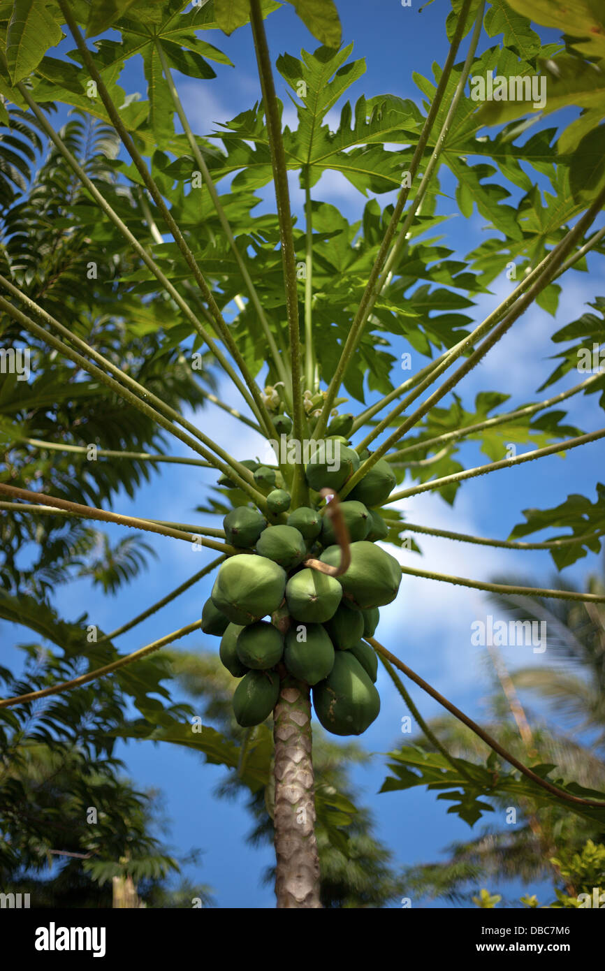 Papayas growing on papaya tree (Carica papaya) in a tropical organic fruit and vegetable plantation in Aitutaki Island, Cook Islands Stock Photo