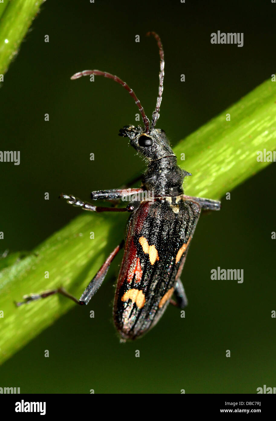 Very detailed Two-banded longhorn beetle (Rhagium bifasciatum) close-ups in various poses (10 images) Stock Photo