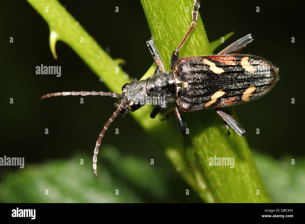 Very detailed Two-banded longhorn beetle (Rhagium bifasciatum) close-ups in various poses (10 images) Stock Photo