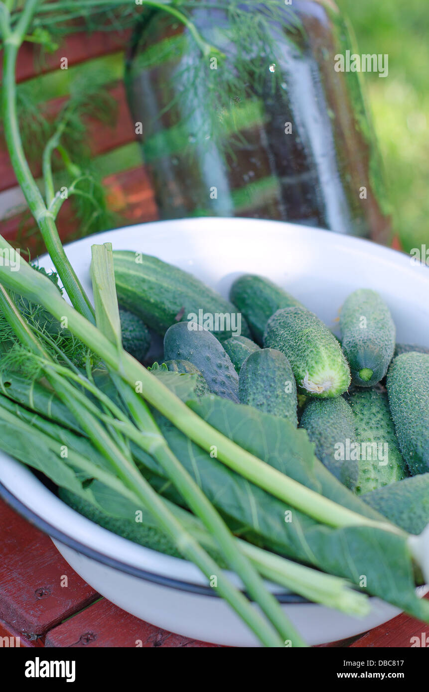 Pickling cucumber preparation process outdoors Stock Photo
