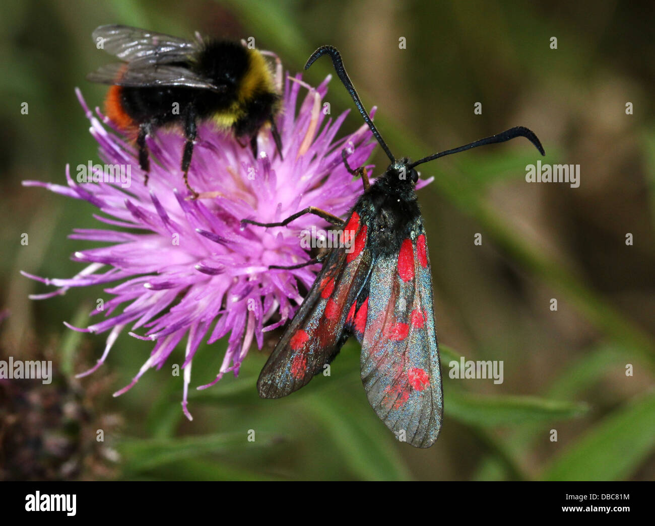 Six-spot Burnet (Zygaena filipendulae) foraging on a purple thistle flower, together with a bumble bee Stock Photo