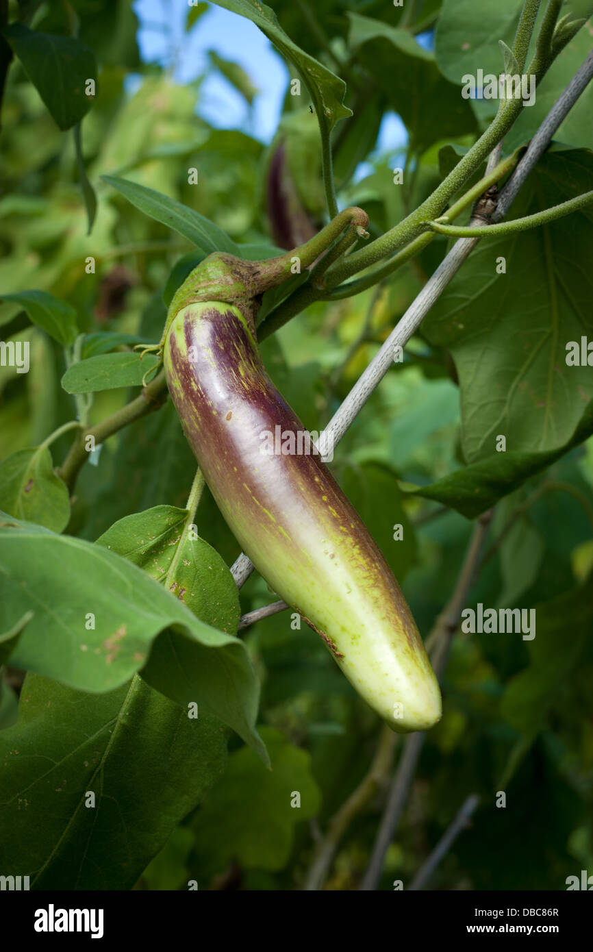 Single aubergine or eggplant fruit hanging from the plant growing in a