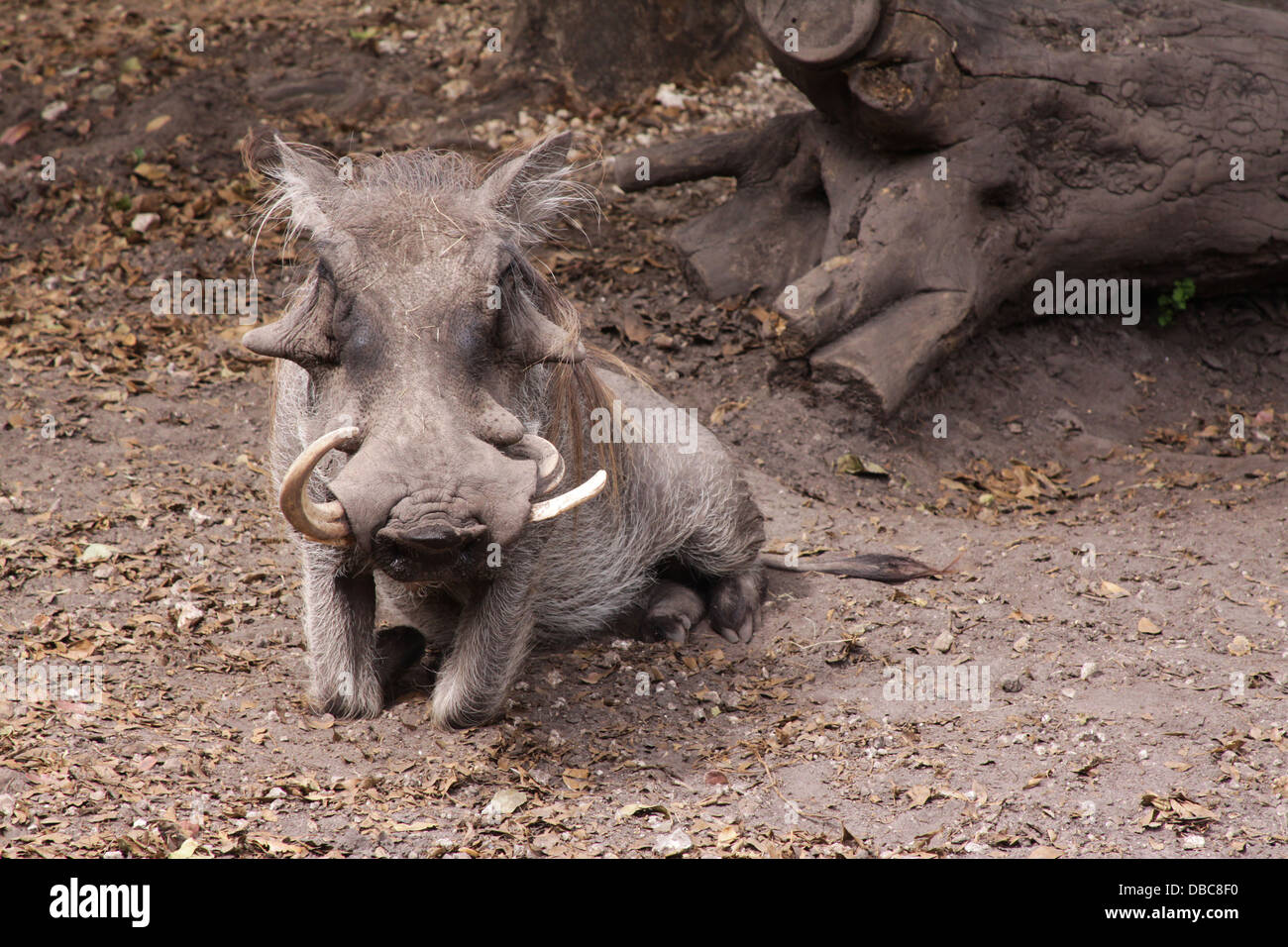 Warthogs (Phacochoerus africanus) sitting in the ground at the Miami ...