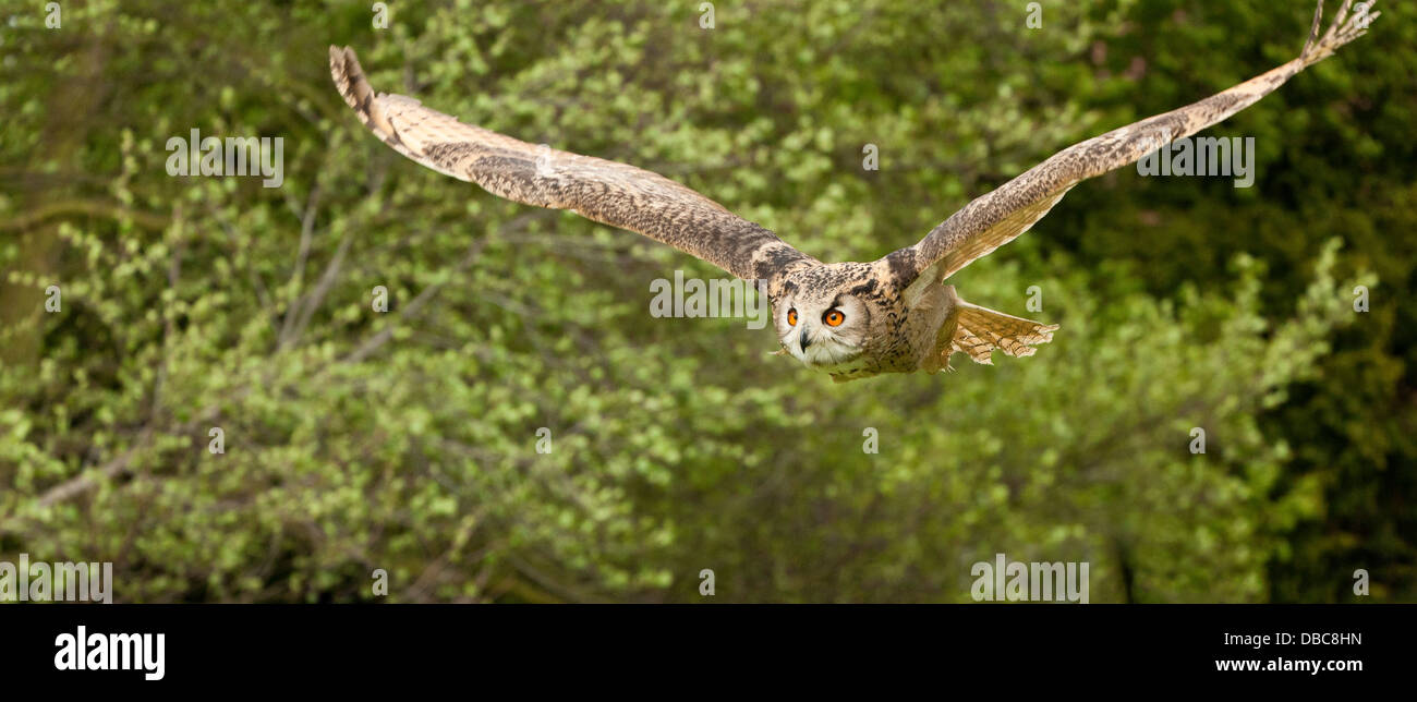 A Long Eared Owl (Asio Otus) in flight Stock Photo