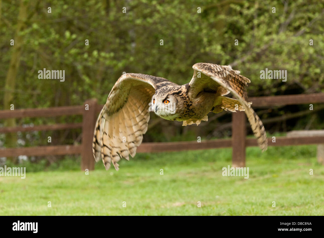 A Long Eared Owl in flight (Asio Otus) Stock Photo