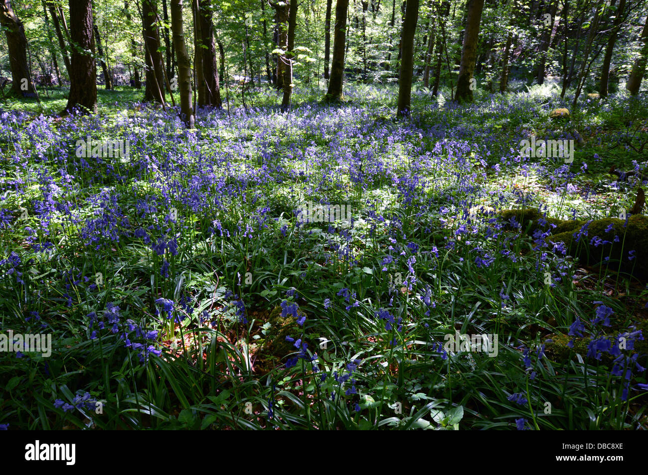 Bluebells & Trees in Strid Wood part of the Dales Way Long Distance Footpath Wharfedale Yorkshire Stock Photo