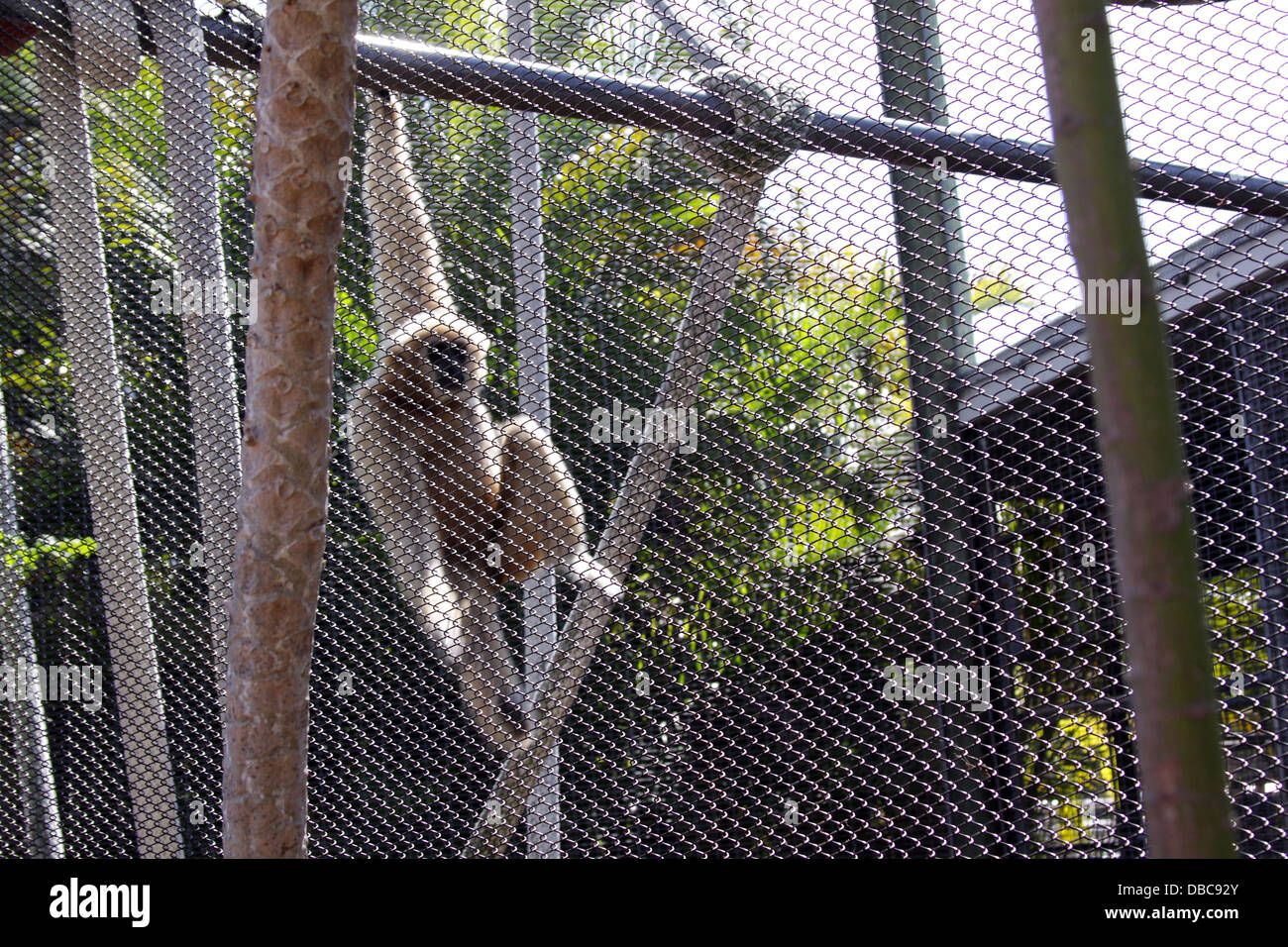 Monkey in a cage hanging on one arm at a zoo Stock Photo Alamy