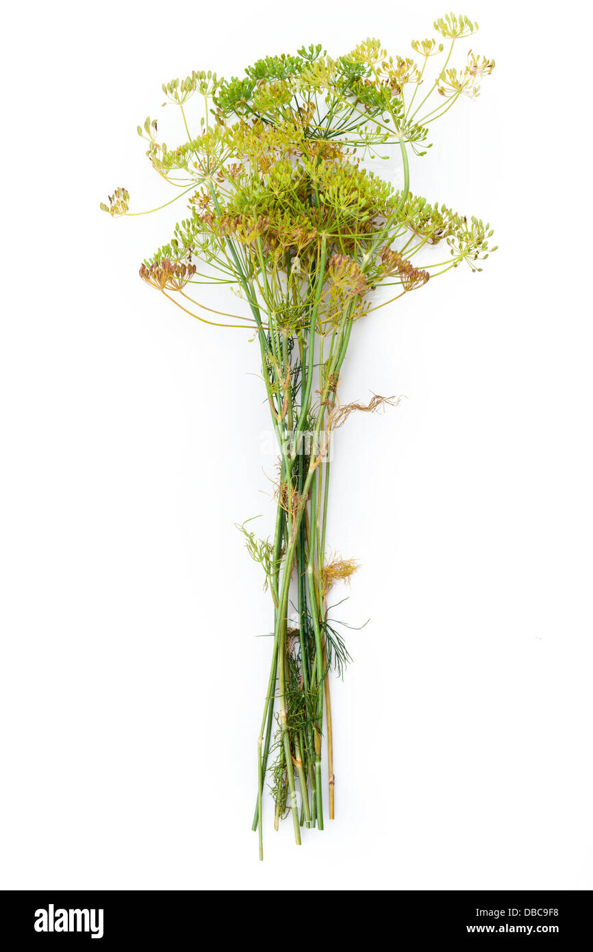 Dill flower isolated on white Stock Photo Alamy