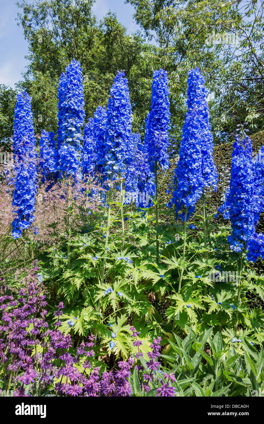 Blue Delphiniums Cottage Garden Stock Photo