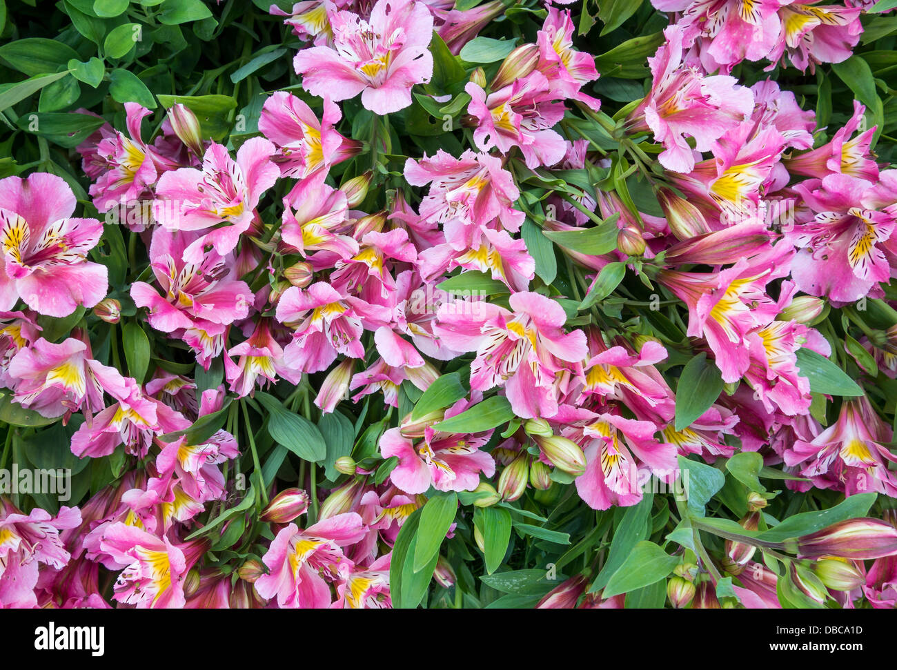 Alstroemeria - Peruvian lily or lily of the Incas.  A Cottage Garden Plant Flower Stock Photo