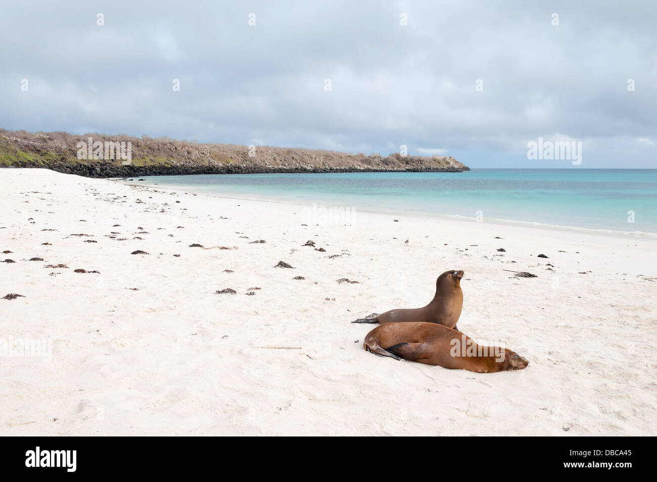 Espanola Island, Galapagos, with two sea-lions in the foreground Stock Photo