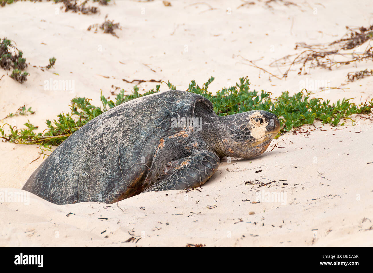 Galapagos green turtle laying eggs on a beach on Floreana Island. Stock Photo