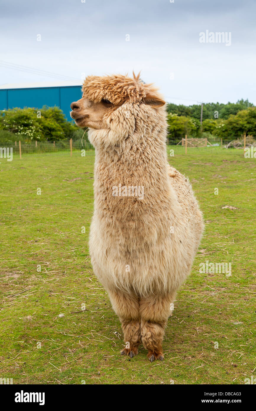 Single alpaca farmed for its thick fleece which makes a fine wool. Stock Photo