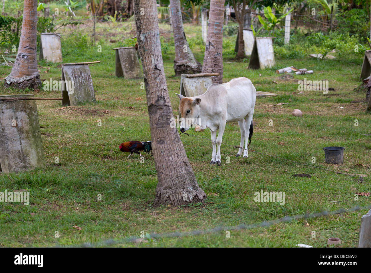 Cow in the Countryside on Bohol Island, Philippines Stock Photo