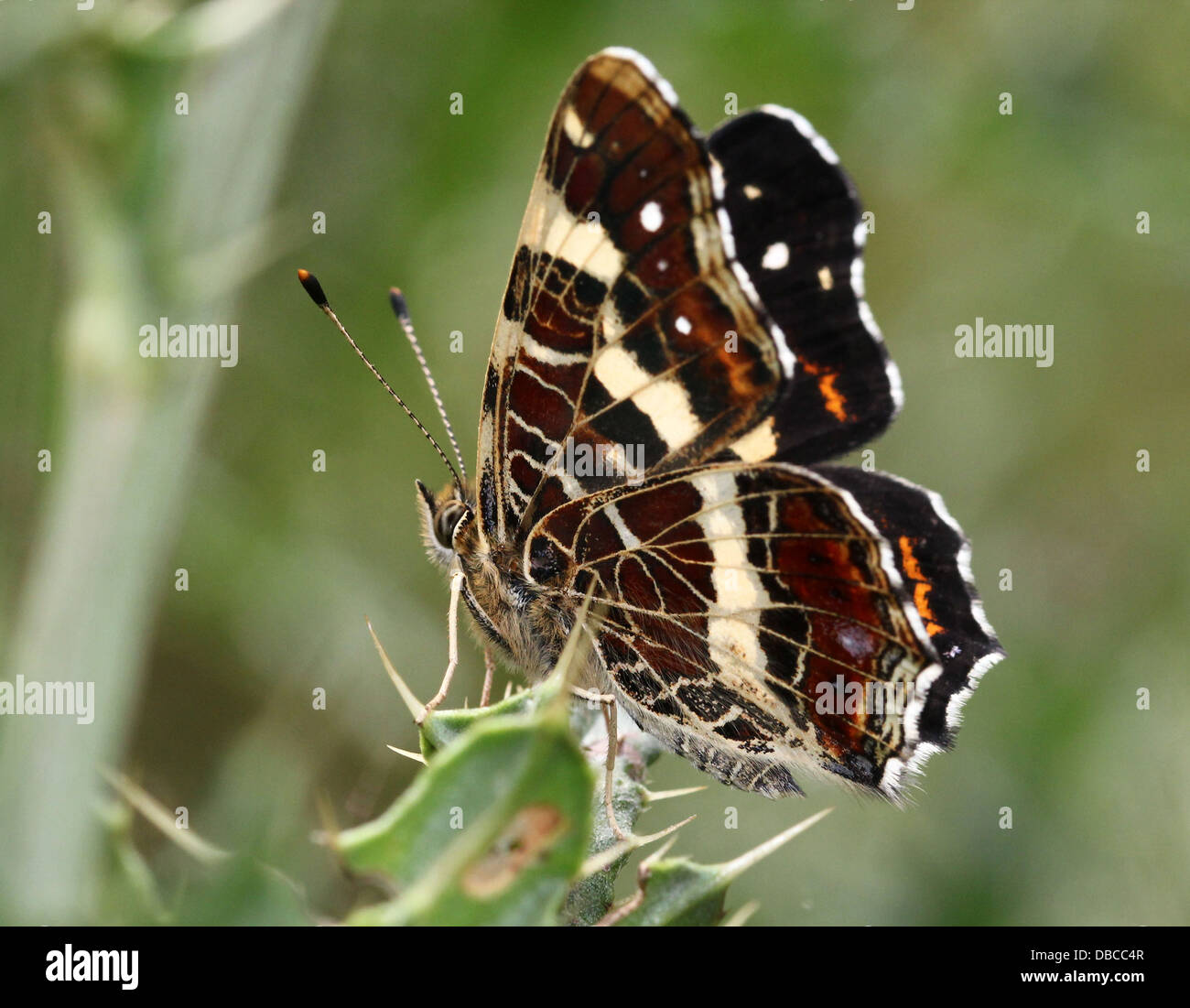 Close up  of a 2nd generation  European Map Butterfly (Araschnia levana) Stock Photo