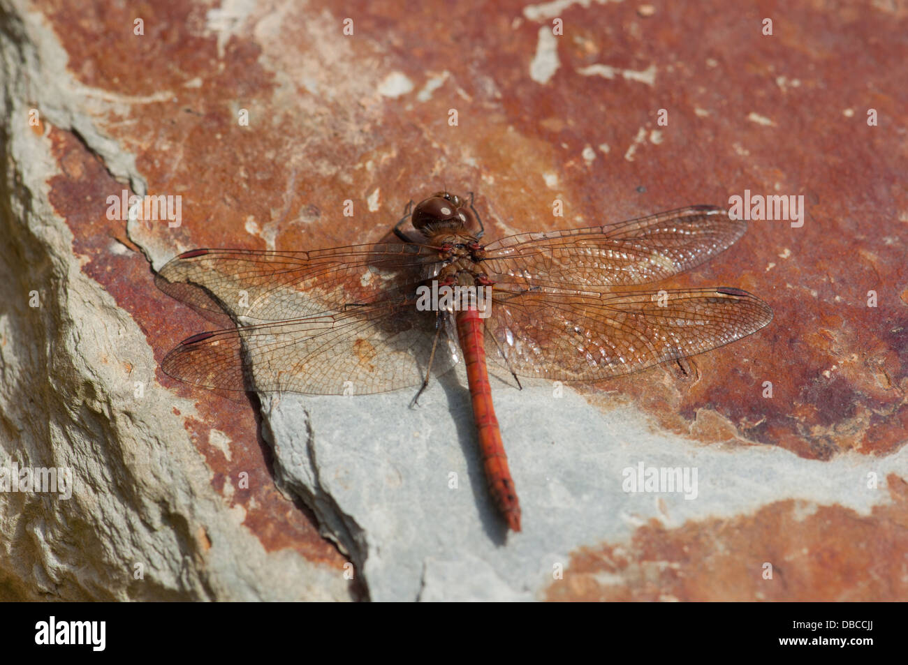 Common Darter dragonfly resting on stone by garden pond Stock Photo - Alamy