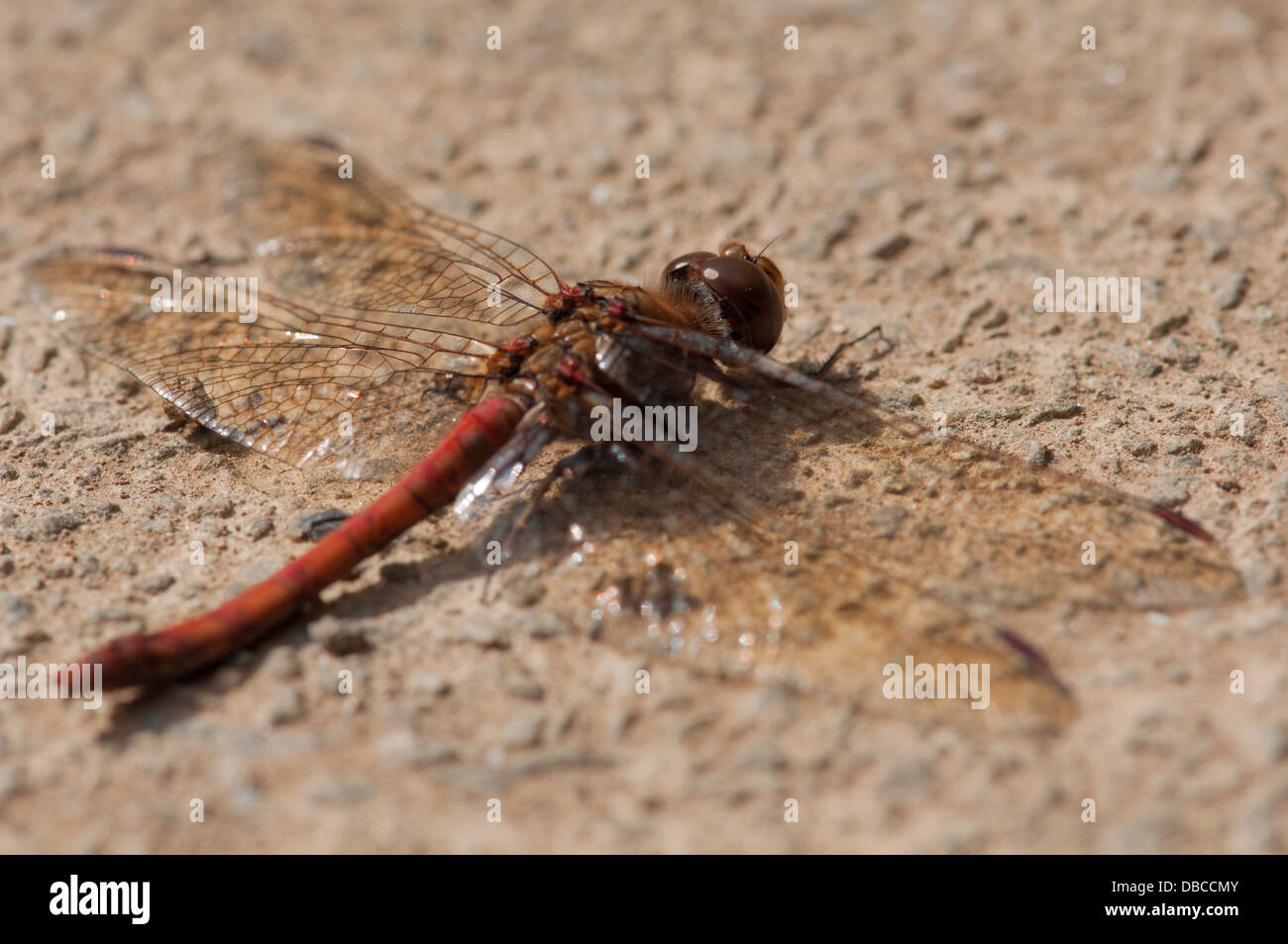 Common Darter dragonfly resting on stone by garden pond Stock Photo - Alamy