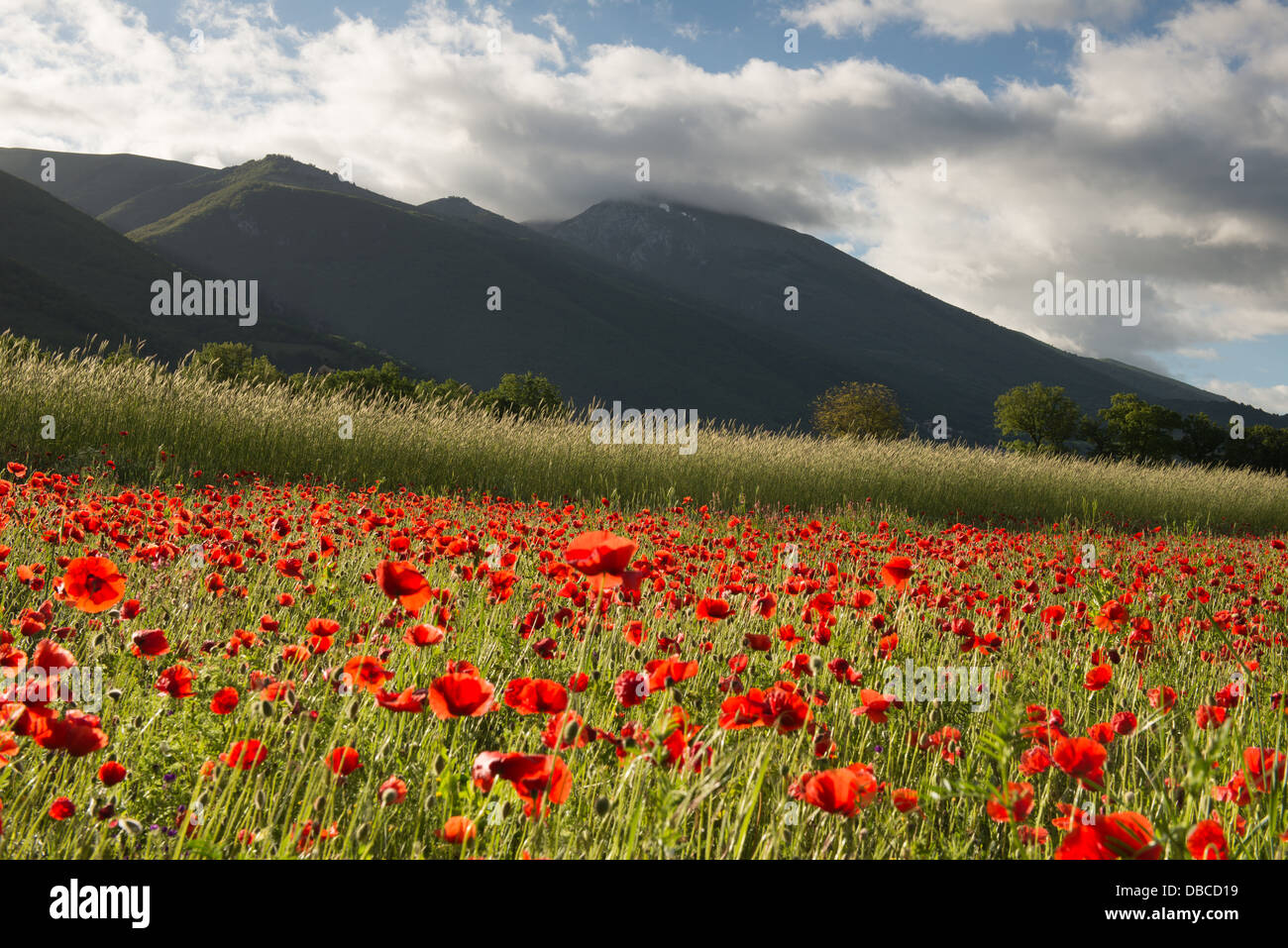 Poppies and wildflowers hi-res stock photography and images - Alamy