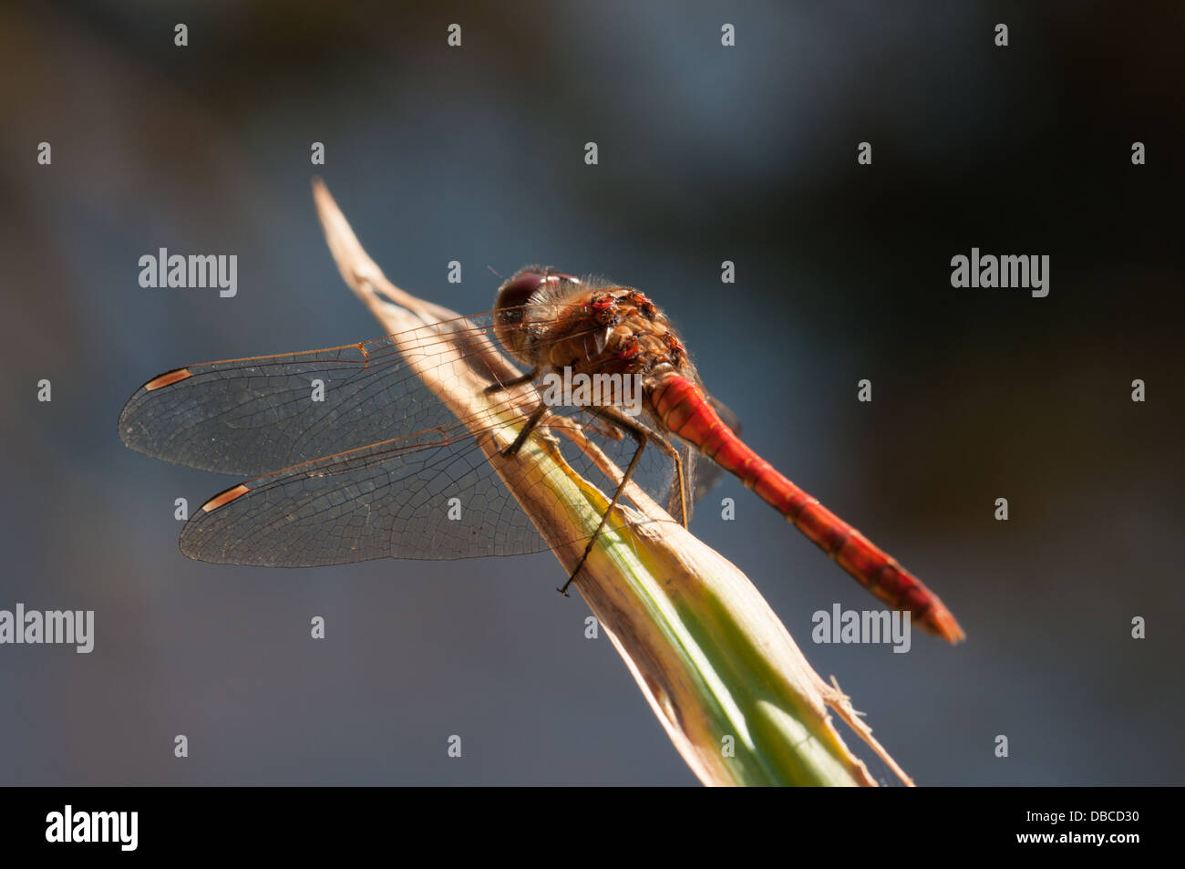 Common Darter dragonfly resting on plant stem Stock Photo