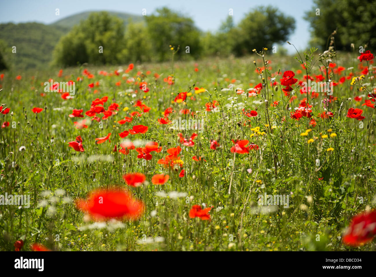 Poppies and wildflowers hi-res stock photography and images - Alamy