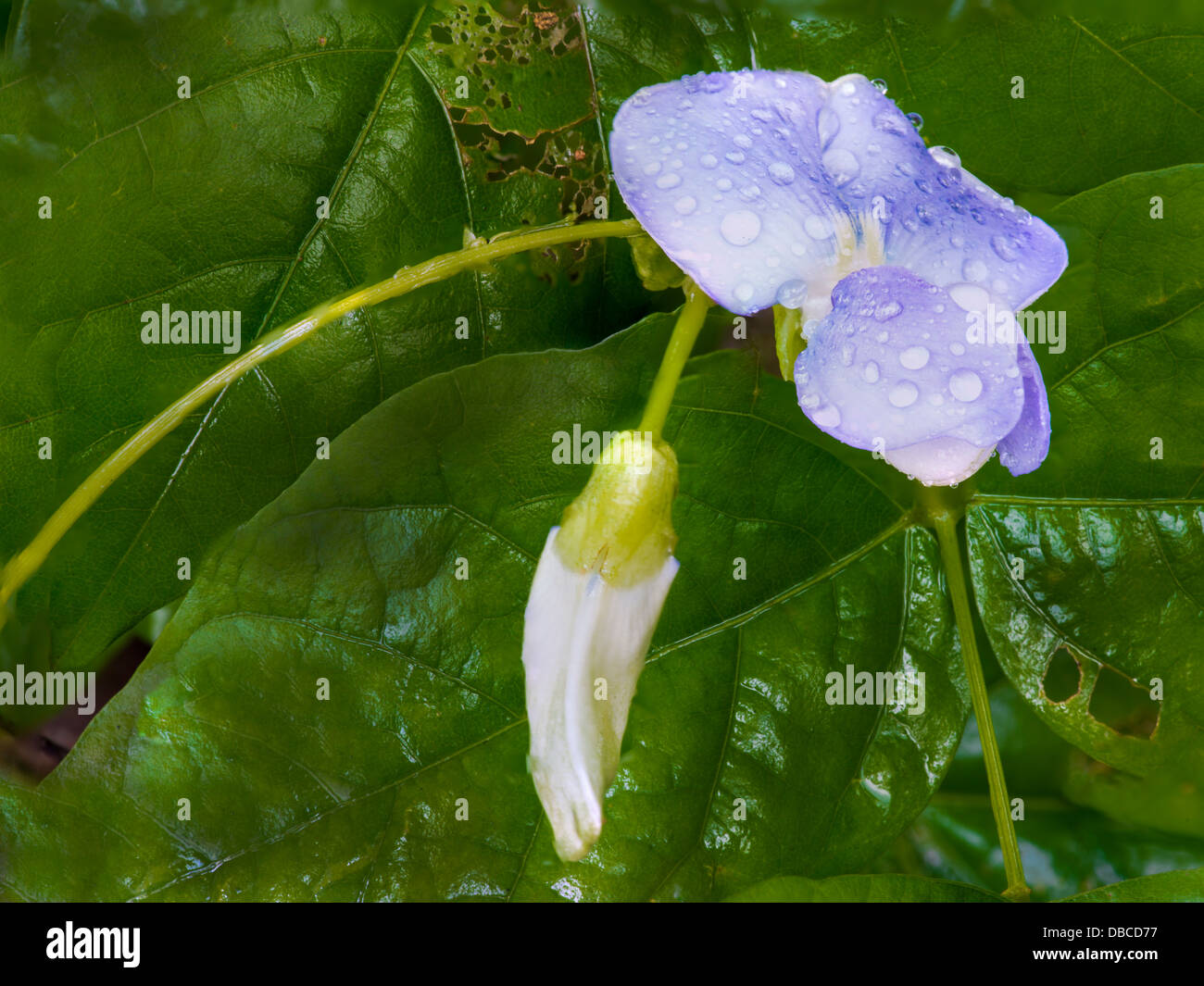 Hyacinth Bean Flower Stock Photo