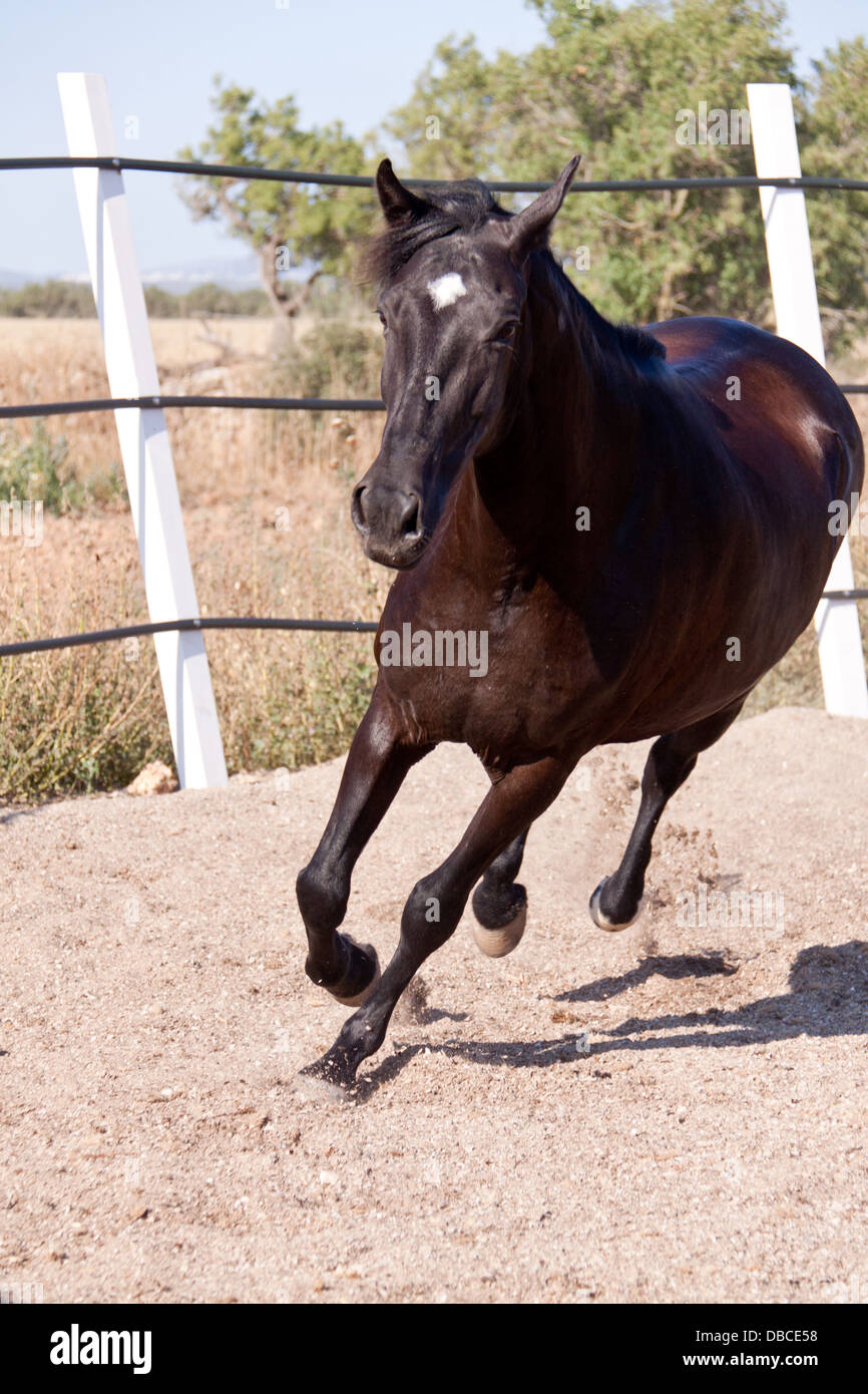 caballo de pura raza menorquina prm horse outdoor rolling on floor Stock Photo