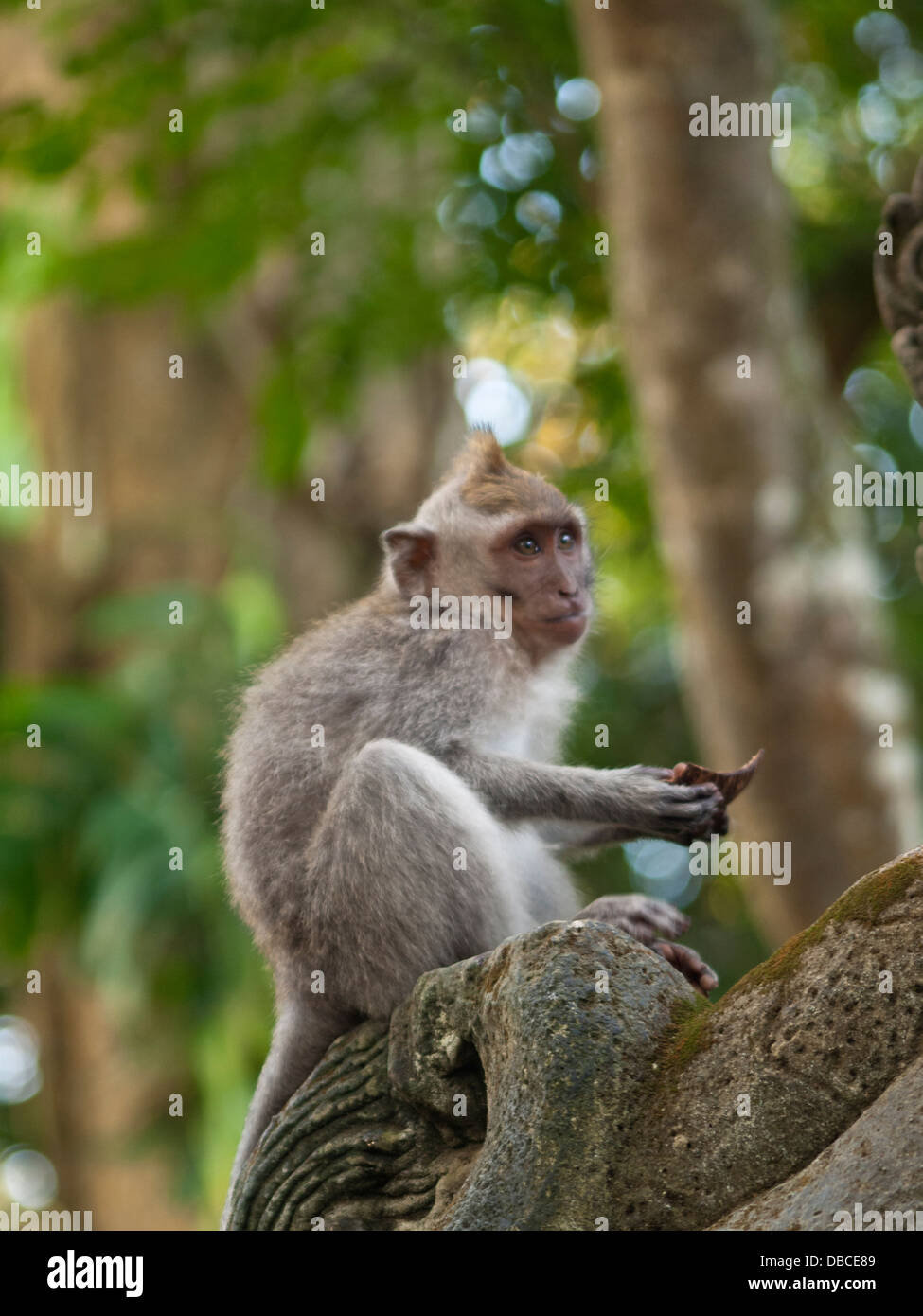 Monkey in Monkey Forest park, Ubud Stock Photo