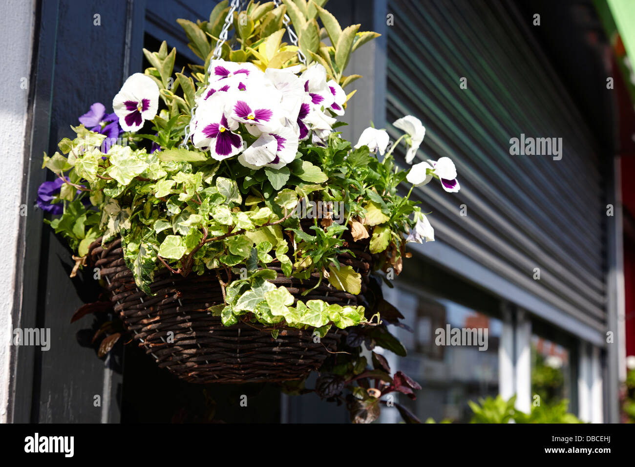 Hanging basket flowers hi-res stock photography and images - Alamy