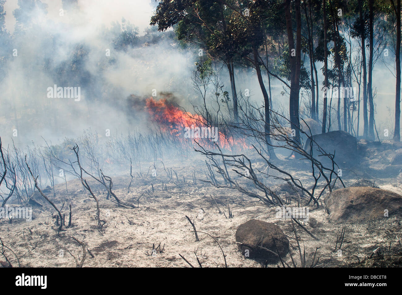 Continental summer hot weather and drought: Forest fire raging with huge flames in dry woodland during a seasonal heatwave in The Algarve, Portugal Stock Photo