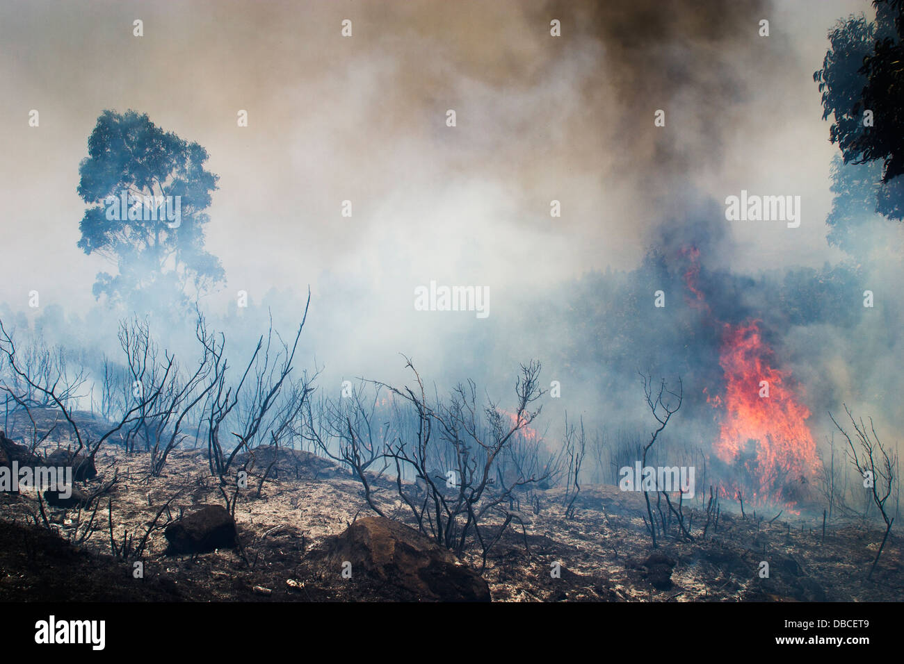 Continental summer hot weather and drought: Forest fire raging with huge flames in dry woodland during a seasonal heatwave in The Algarve, Portugal Stock Photo