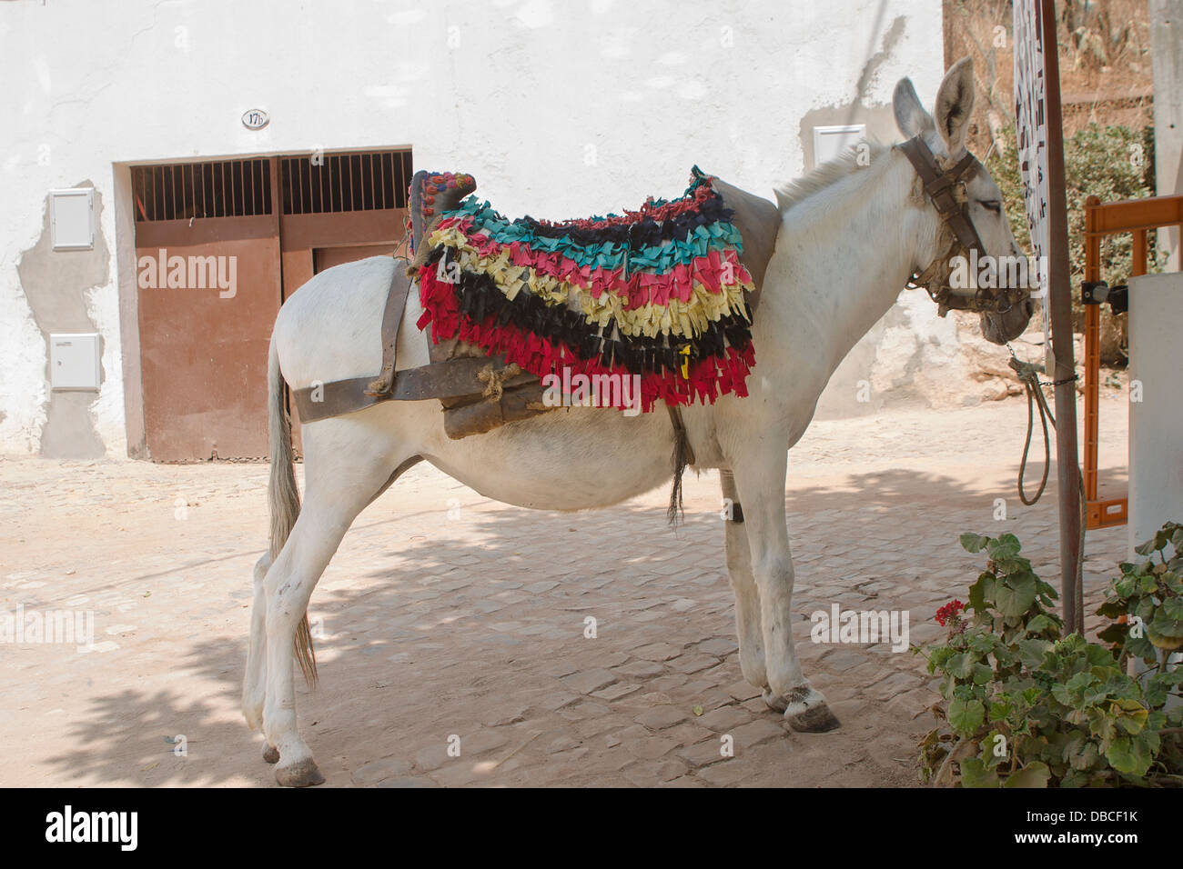 White mule with colourful cloth saddle cover, standing tethered by the road in a rural village in The Algarve, Portugal, in summer Stock Photo