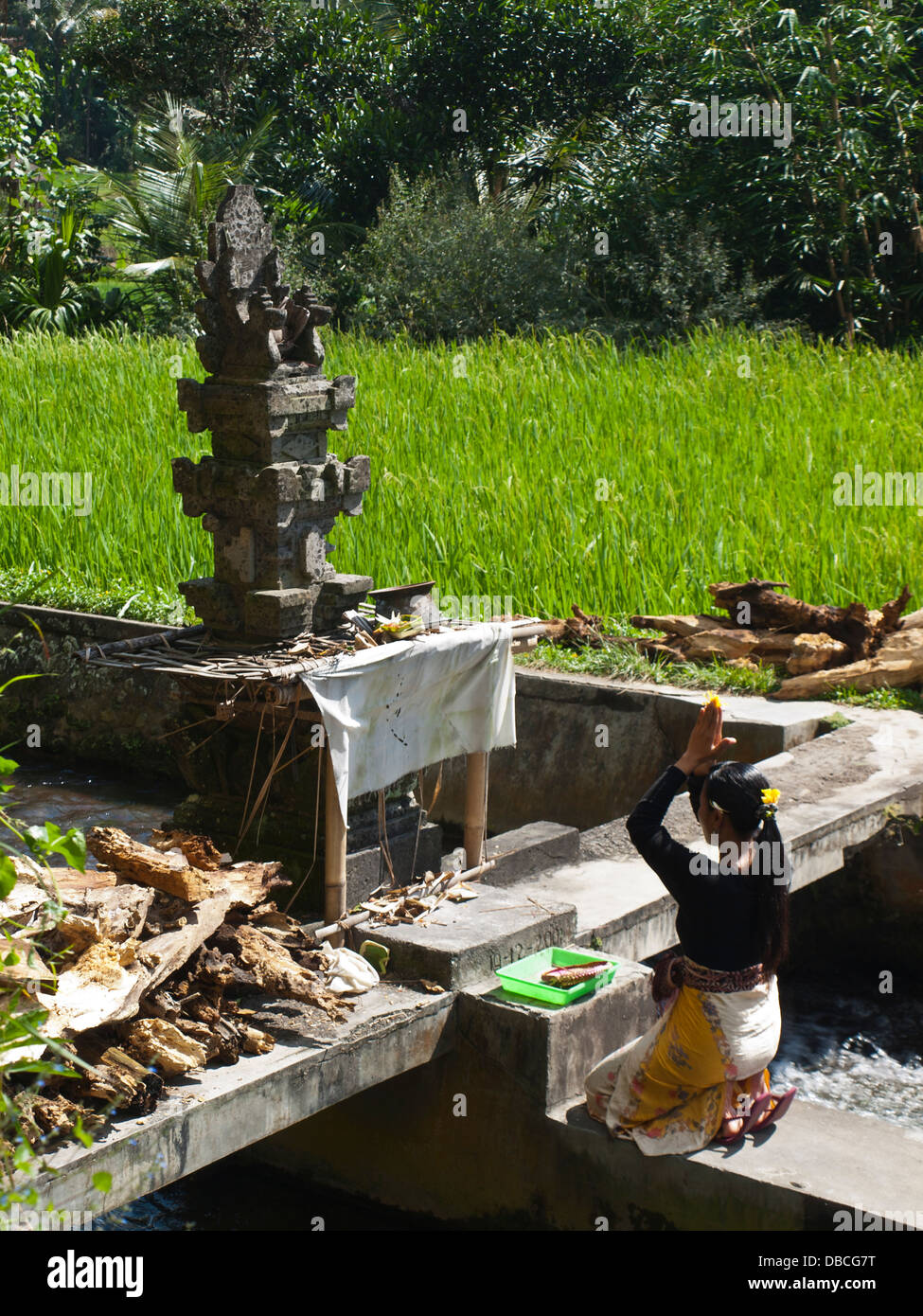 Woman praying to the Gods in the middle of the rice field, Bali Stock ...