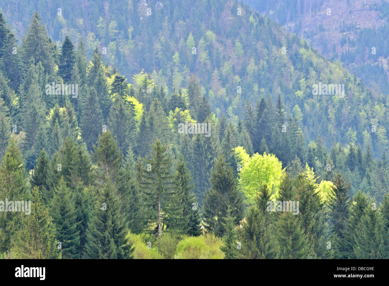 Carpathian landscape, Maramures, Romania Stock Photo