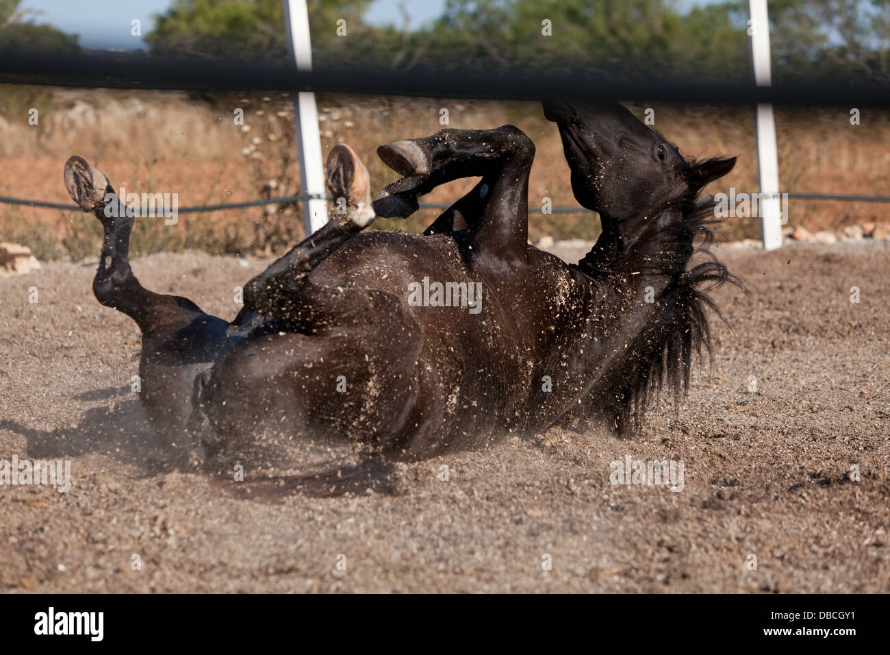 caballo de pura raza menorquina prm horse outdoor rolling on floor Stock Photo