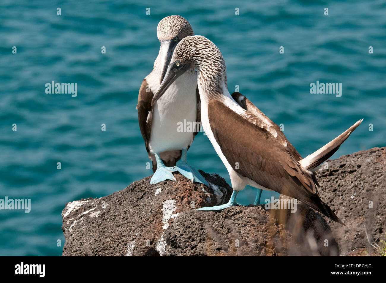 Stock photo of a breeding pair of blue footed boobies. Stock Photo