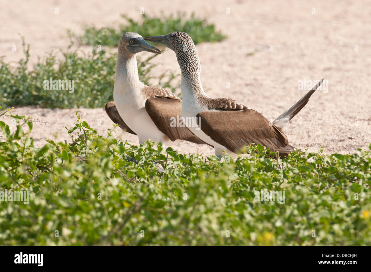 Stock photo of a breeding pair of blue footed boobies. Stock Photo