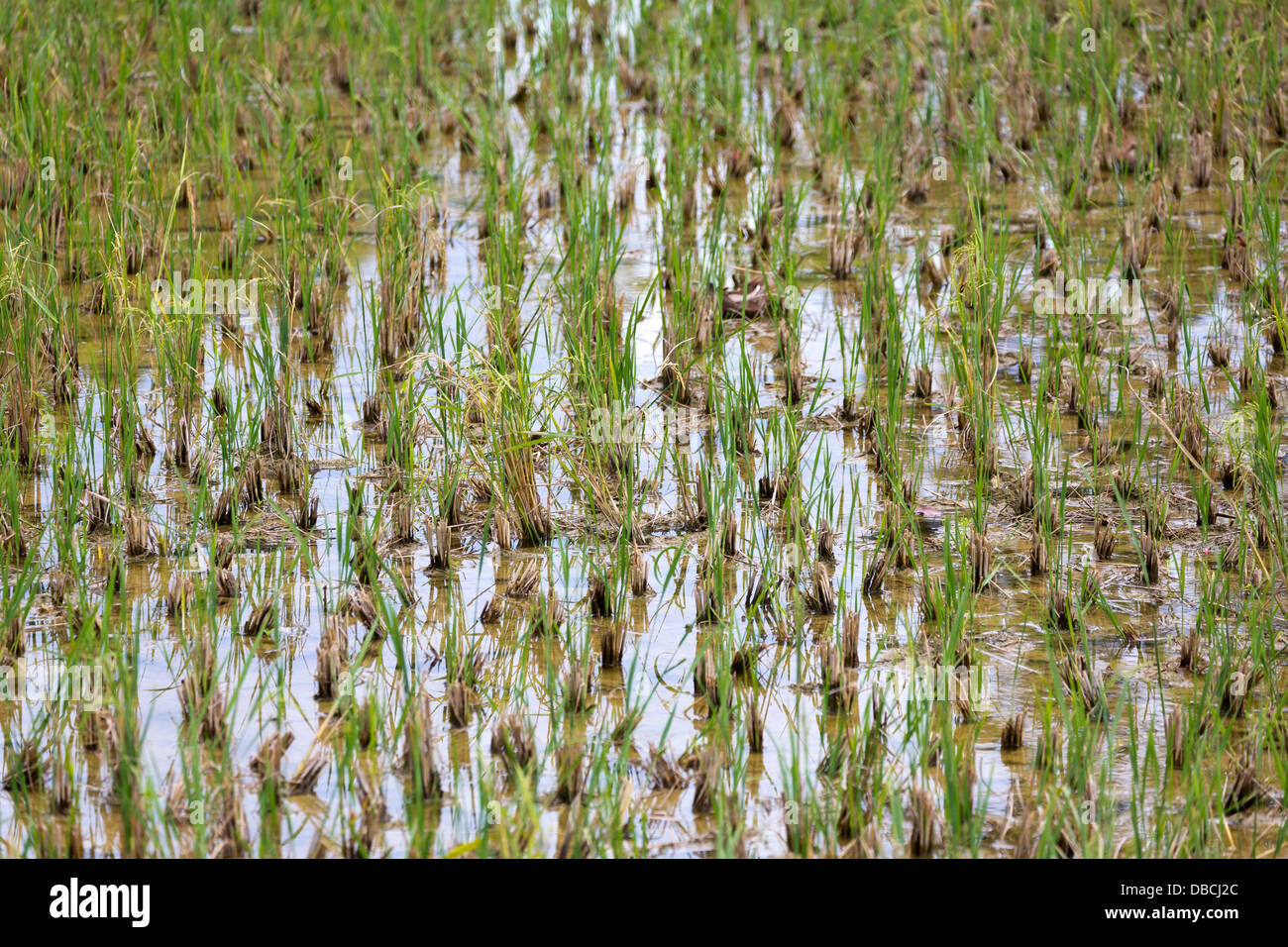 Rice Paddy in the Countryside on Bohol Island, Philippines Stock Photo